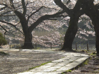 下池の桜a.jpg