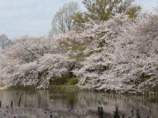 善福寺公園の桜3a.jpg