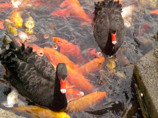 黒鳥a.jpg