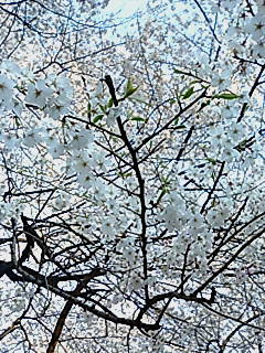 20080401164134.jpg